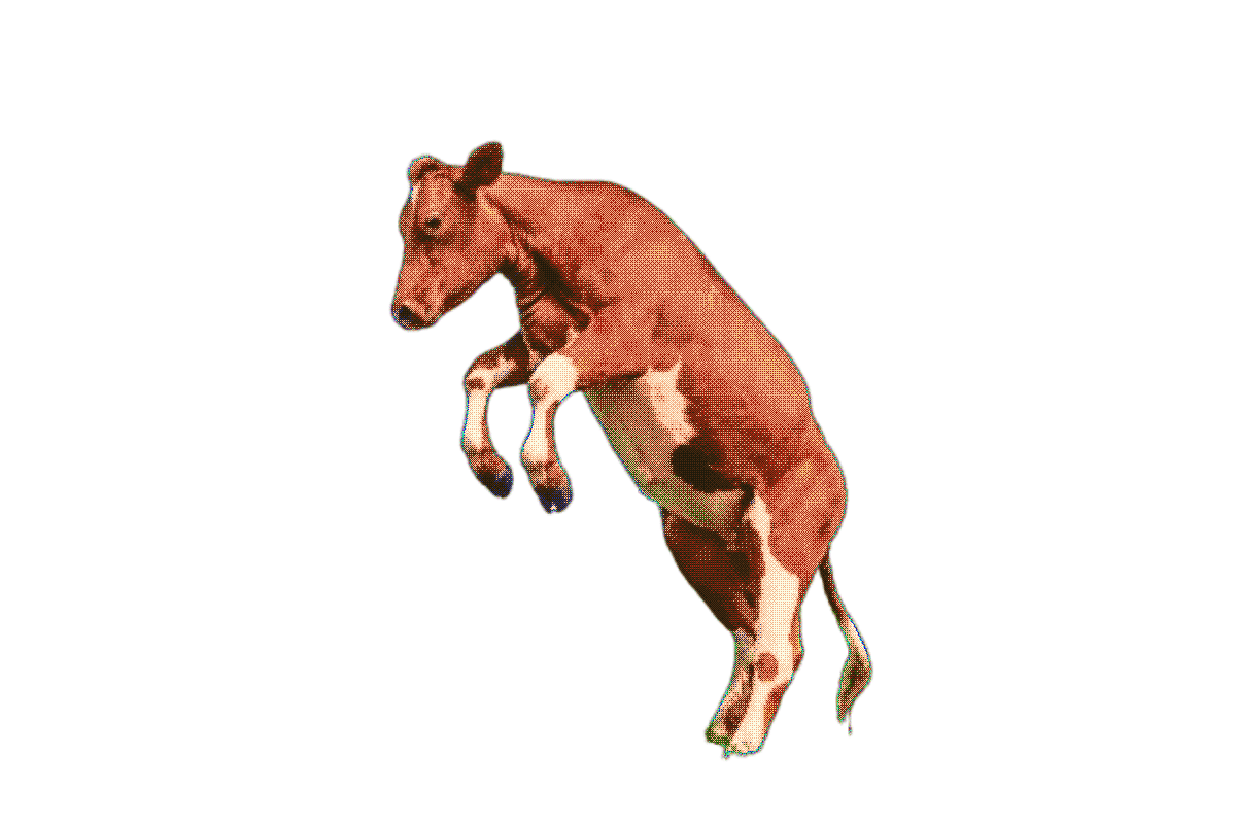 Floating bull